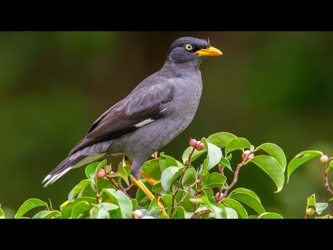Majna jávska (Acridotheres javanicus) — starostlivosť, voliéra a kŕmenie