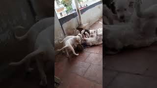 Other Puppies Videos
