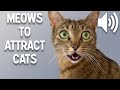 Sounds That Attract Cats Meow To Make Cats Come To You