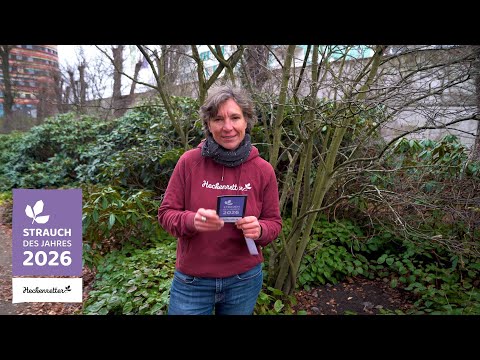 Die Felsenbirne ist Strauch des Jahres 2026