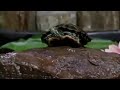 Barney Song The Little Turtle Once A Pond A Time