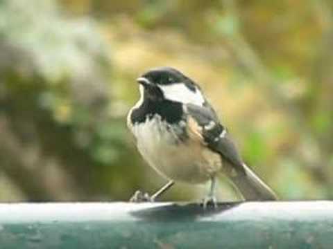 En trance - In trance - Parus Ater - Garrapinos - Coal Tit