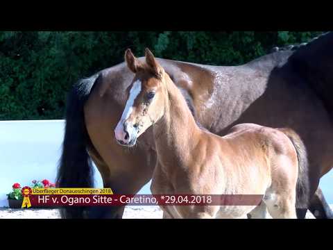 KN 11: HF von Ogano Sitte / Caretino