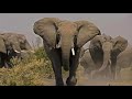 2 Hours Elephant Sounds Effect