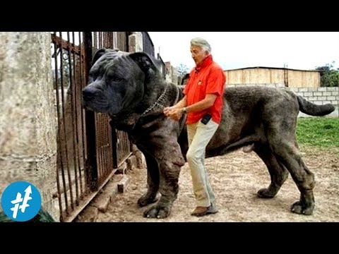 10 Anjing Penjaga TERBESAR Di Dunia, Ngeliat Ukurannya Bikin PENJAHAT Keder Duluan
