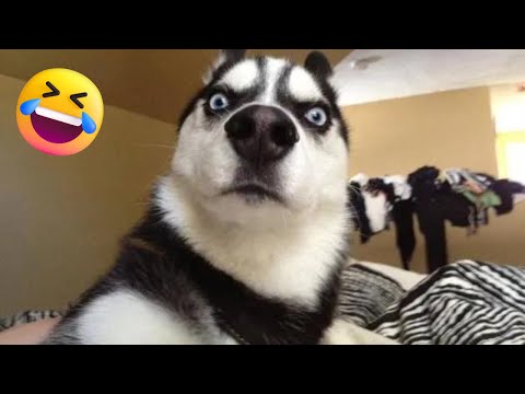 Cachorros e Gatos Engraçados😹🐶 - TENTE NÃO RIR #23 - Animais Engraçados😹🐶