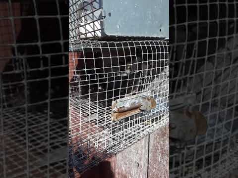 Trapping house sparrows successfully  for blue birds and purple martins