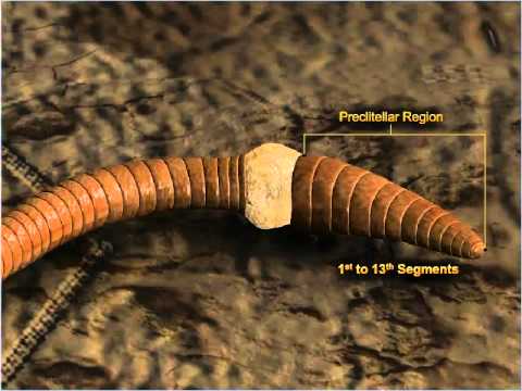 download biggest earthworms download biggest earthworms