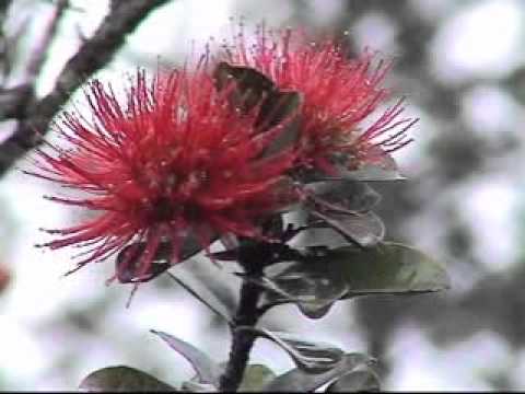 John Cruz Music Video Kawailehua