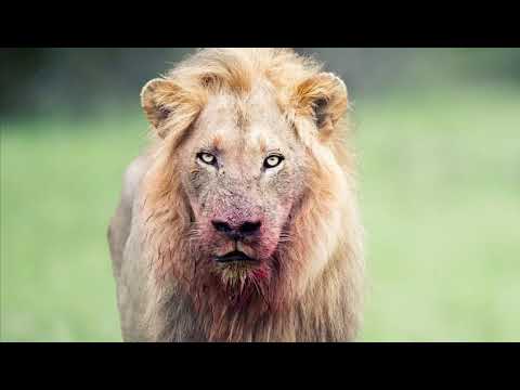 Epic Dramatic trailer music