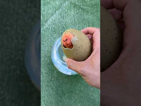 Hatching a Capybara!