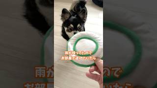犬、部屋で遊んでいたらいつのまにか。  #犬との暮らし #chihuahua #dog