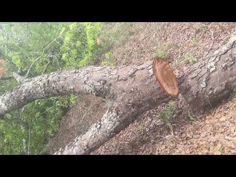 #Ap.sangahoneyfarm—— log hive making