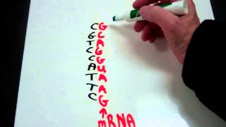 Decoding the Genetic Code from DNA to mRNA to tRNA to Amino Acid