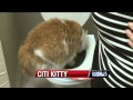 Does it Work? CitiKitty Cat Toilet Seat