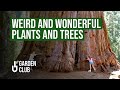 Top 10 WEIRD And Wonderful Plants And Trees On Earth