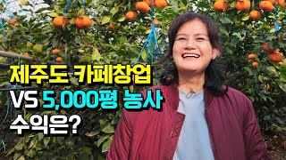 [구독자 이벤트] 제주도 카페 포기하고 레드향 천혜향 농사에 올인한 여성 농부의 수익은?