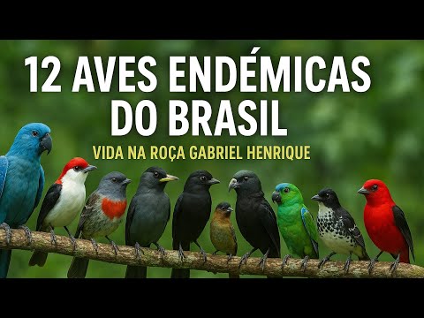 12 Aves endêmicas do Brasil 🤠#animal #video #passaro