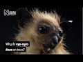 Why do aye-ayes drum on trees? | Natural History Museum
