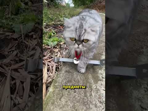 Магнит на ошейнике кота — что пошло не так? 🧲😹 #котики #эксперименты #смех