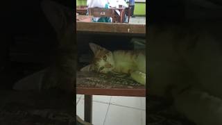 He Snuck Him Into The Class 😂