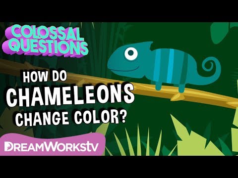 How Do Chameleons Change Color? | COLOSSAL QUESTIONS
