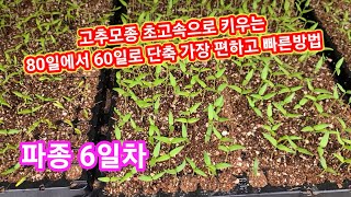 아주 튼튼한 고추모종 초고속으로 키우는 방법 고추씨앗 파종시기