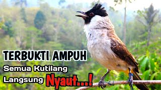 Download lagu 100% Ampuh Untuk masteran Burung Kutilang Agar Cepat Bunyi Dan Gacor mp3