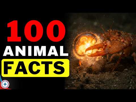 100 Incredible Animal Facts | You've NEVER Heard Before !!