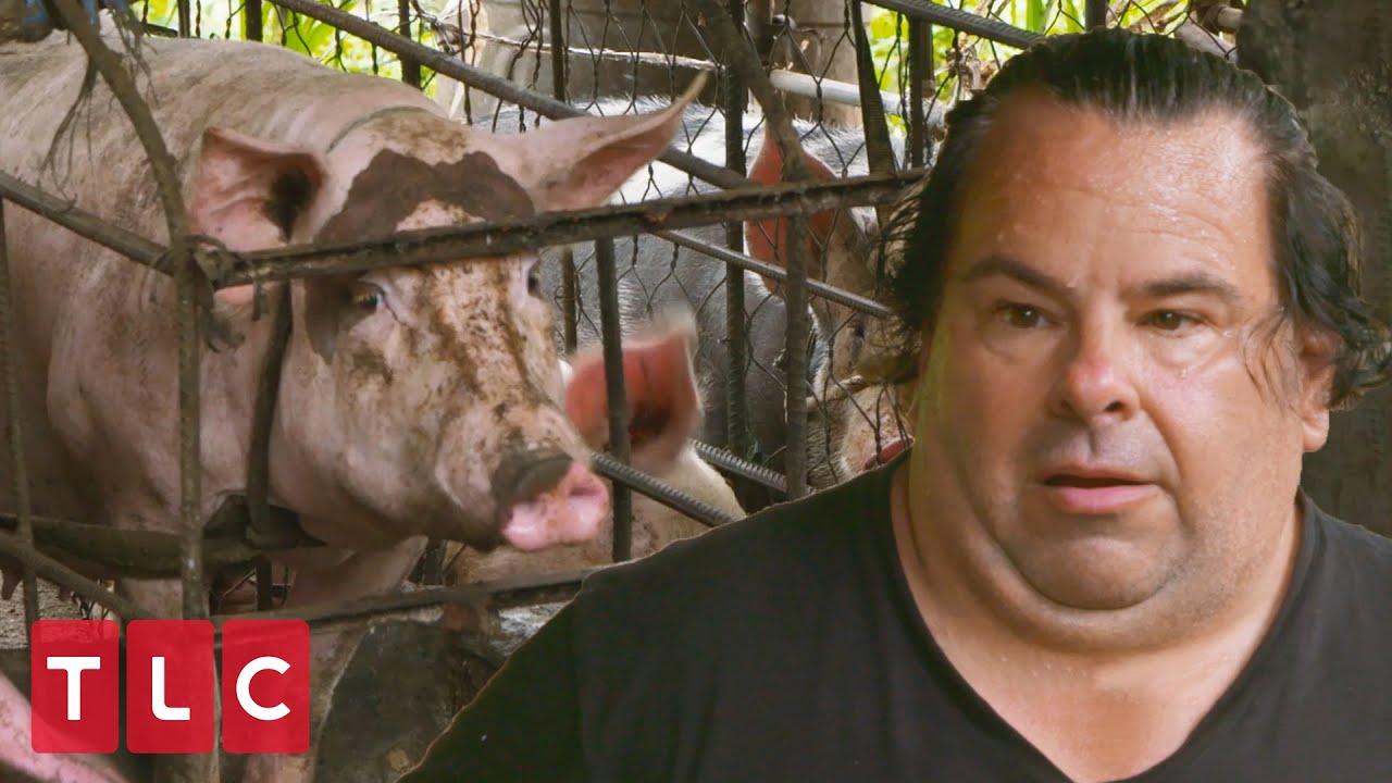 Ed's Pig Farm Struggles | 90 Day Fiancé: Before The 90 Days