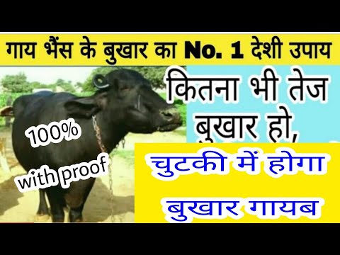 👍Cow or buffalo has fever, gets fever again and again, has fever for a long time, then definitely...