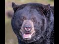 Black Bear Attack On Jacqueline Perry Mark Jordan The Real Story Of The Movie Backcountry