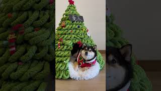 Download lagu Christmas Special | Manyu & Bai | Princess Manyu and Her White Knight mp3