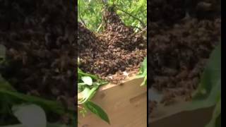 Bee Swarm
