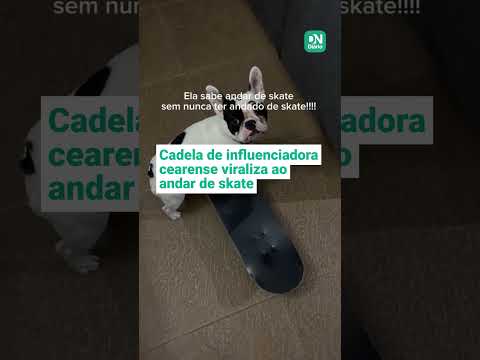 Bulldog 'skatista' de influenciadora cearense volta a viralizar nas redes sociais; assista