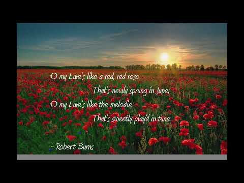 A red, red rose / Piano trio free improvisation, 2022