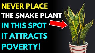 Careful! Don't Put The Snake Plant Here, It Attracts Poverty!