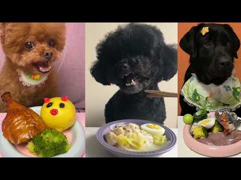 The Ultimate Dog Food Guide: Healthy, Trending, and Vet-Approved Meals