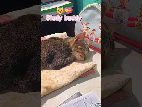 අනේ මගෙ පැටියා🥺❤️ #cat #studyselfnight #viralvideo #livestreams #srilanka