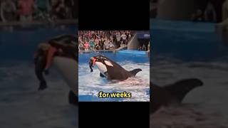 Download lagu delfin yegan qiz | jessica radcliffe mp3 Download lagu delfin yegan qiz | jessica radcliffe mp3