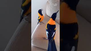 Download lagu Mengenal burung CAMPO TROUPIAL yang pintar mp3