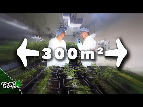 Wie die Österreicher Cannabis ANBAUEN|Stecklinge schneiden bei Cannamigo