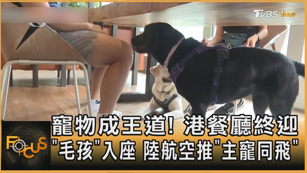FOCUS全球新聞/寵物成王道!港餐廳終迎「毛孩」入座 陸籍航空推「主寵同飛」