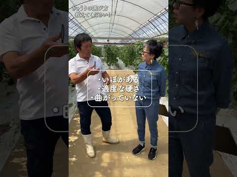 収量を促進するキュウリの仲間は何ですか?自分自身を教育してください！  庭園