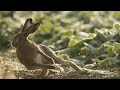 Dog Vs Rabbit Race 2022 Greyhound Coursing Hare Hunting Hunting Hare Coursing 2022