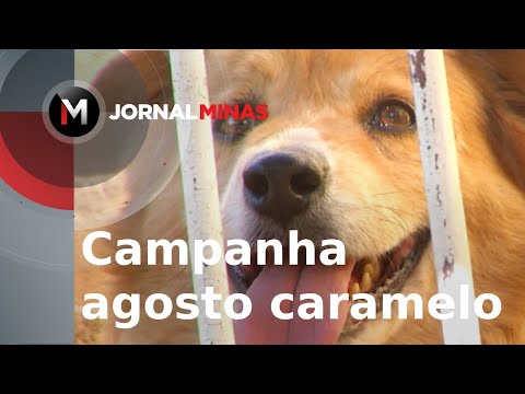 Campanha agosto caramelo - Jornal Minas