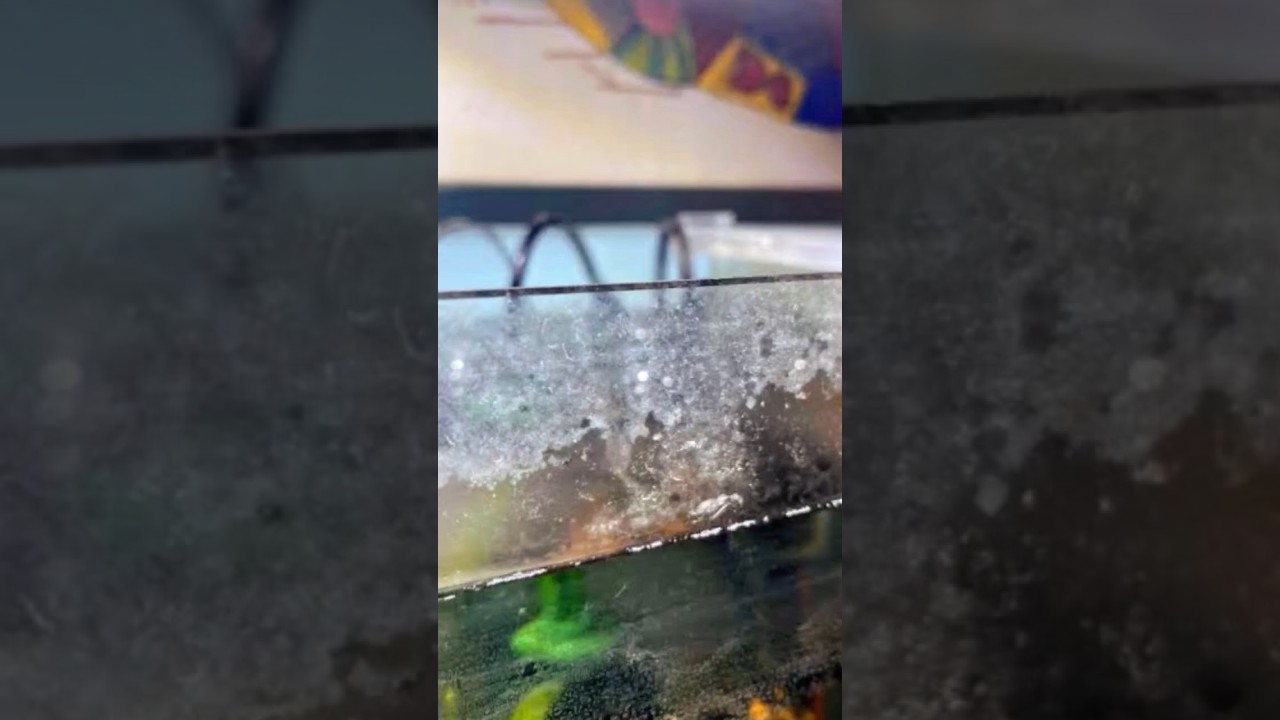 Solution for Clorine Stain💯 #aquarium #fishtank