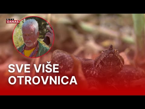 Poskoci padaju sa stabla, lovci u Zagvozdu šokirani: 'Da su došli psi, bilo bi problema' | RTL Danas