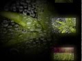 Священное писание в картинках .Бытие 1:11;12 