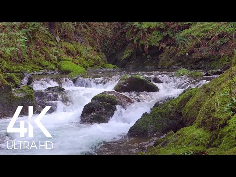 Skaļš plūsma mežā - 8 stundas ūdens skaņas relaksācijai un miega režīmā 4K